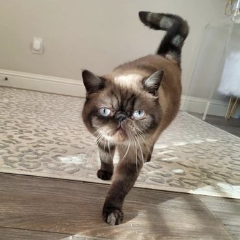 Kittens Up - Our 6 year old exotic shorthair also purchased from kitten up . Anastasia - Pet Breeders Near Me - Pembroke Pines, Florida