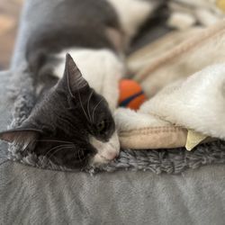 Emerson's Pet Nutrition