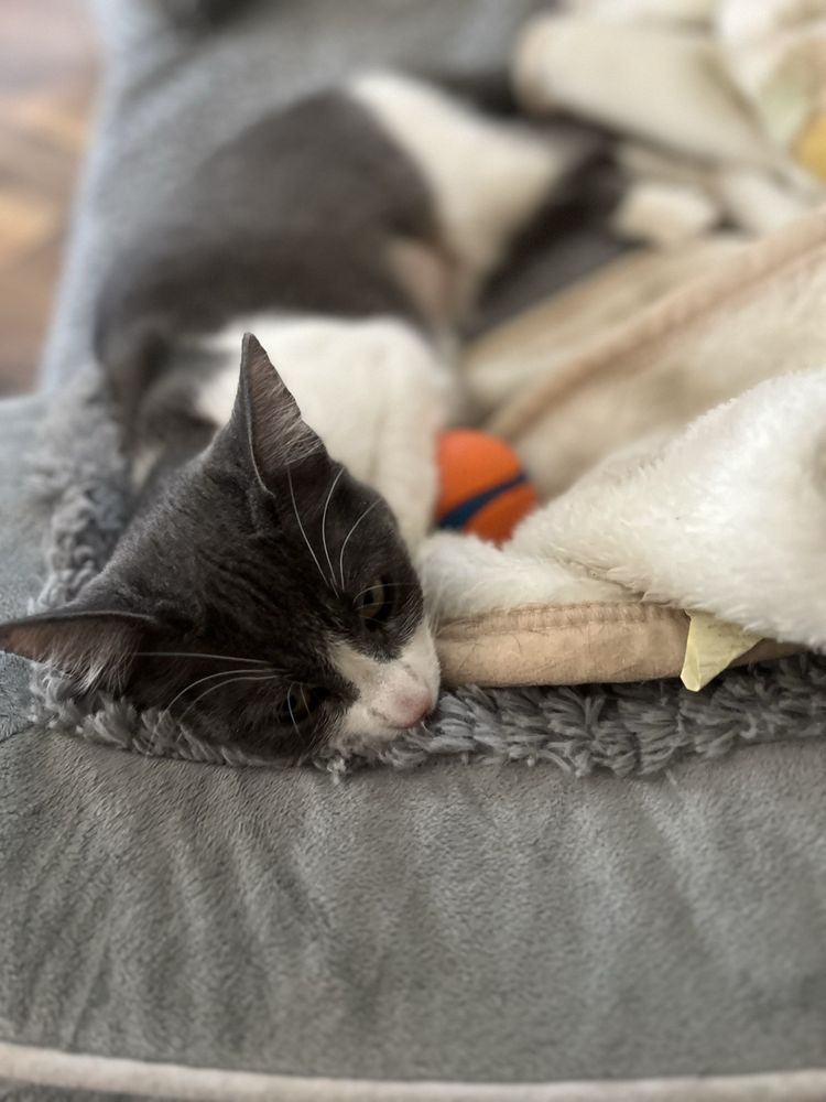 Emerson's Pet Nutrition