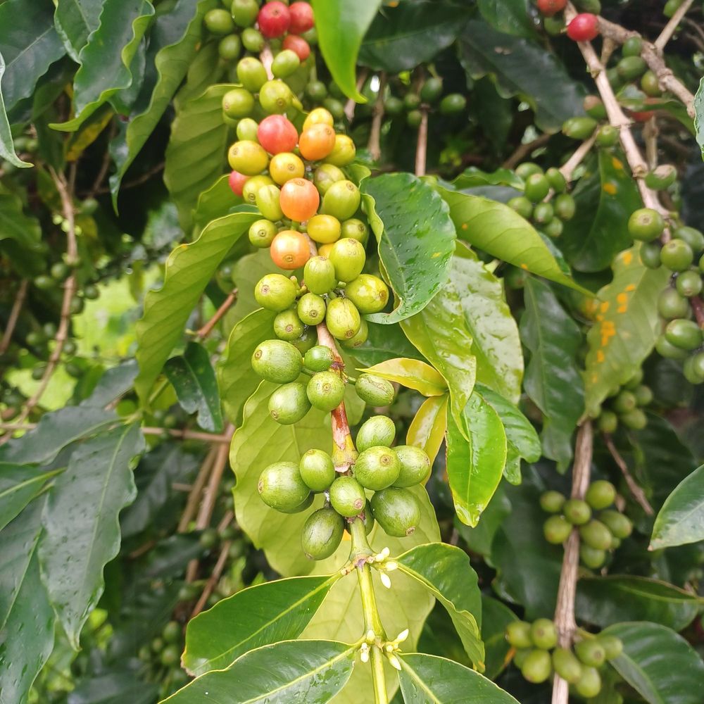Hog Heaven Coffee - Coffee Roasteries Near Me - Nīnole, Hawaii Hog Heaven Coffee - Coffee Roasteries Near Me - Nīnole, Hawaii