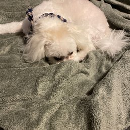 I didn't want to bother him and make him move for the photo. This is moments after grooming. I didn't want to bother him and make him move for the photo. This is moments after grooming.