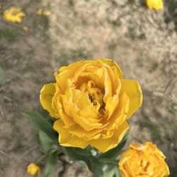 JP Niagara Tulip Experience