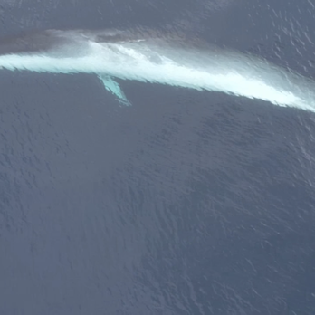 Oceanside Coastal Expeditions - Captain Nate's drone footage! - Whale Watching Tours Near Me - Oceanside, California Oceanside Coastal Expeditions - Captain Nate's drone footage! - Whale Watching Tours Near Me - Oceanside, California