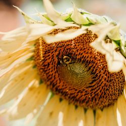 Beechwood Farms - Sunflower