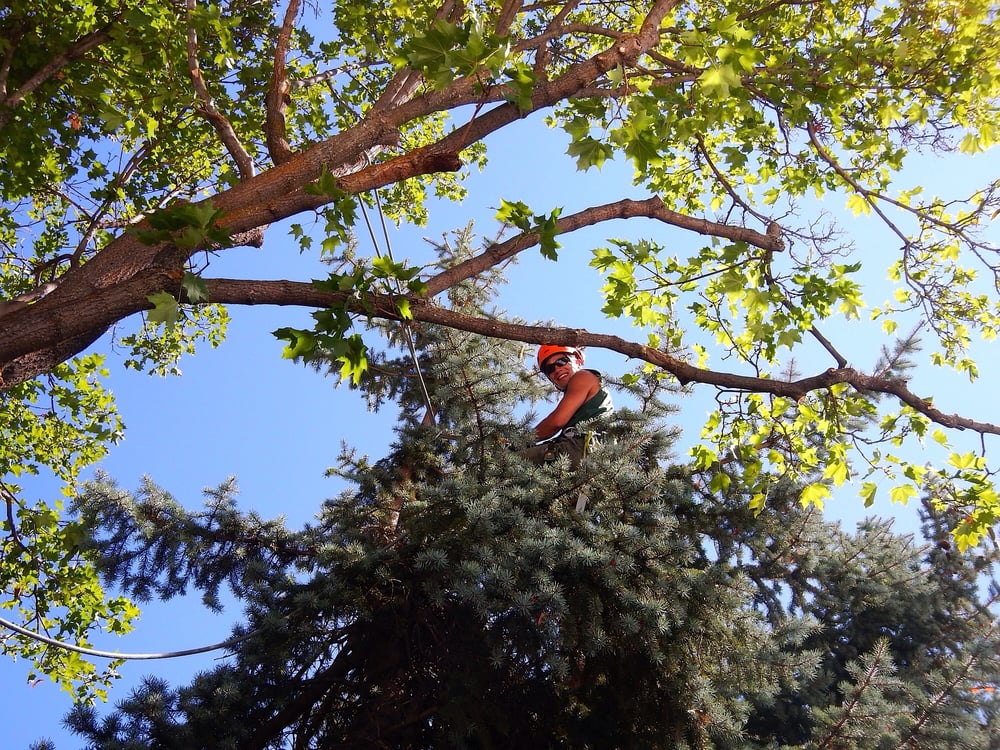 The Big Old Tree Company - tree service in Missoula, MT