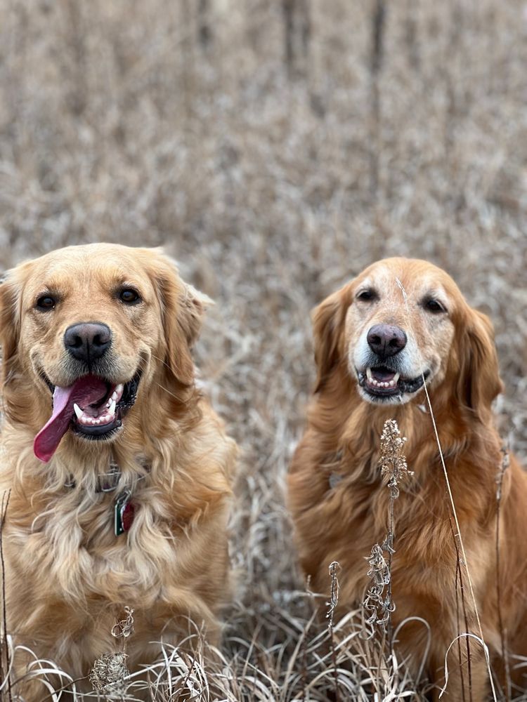 WILD THINGS PET SERVICES Updated September 2024 129 Photos & 21