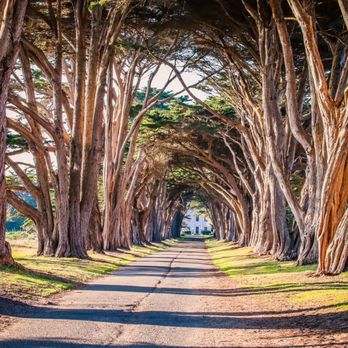 Cypress Tree Tunnel - Parks Near Me - Inverness, California Cypress Tree Tunnel - Parks Near Me - Inverness, California