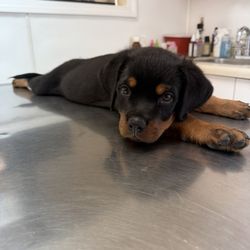 Angel Animal Hospital - Rotty in the angel clinic, God bless this vet!