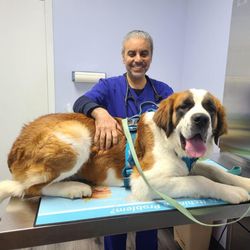 Howard County Animal Hospital - Dr. Mira working with one of our larger good boys!