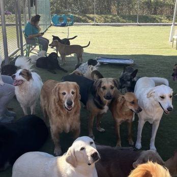 Canine Clubhouse - My two doggos in the middle. - Pet Boarding Near Me - Ona, West Virginia