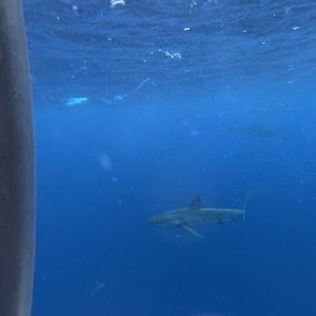 Hawaii Shark Encounters - Diving Near Me - Haleiwa, Hawaii Hawaii Shark Encounters - Diving Near Me - Haleiwa, Hawaii