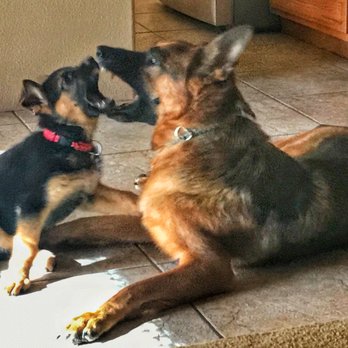 VCA All Creatures Animal Hospital - Charlie and Maverick. - Veterinarians Near Me - La Quinta, California VCA All Creatures Animal Hospital - Charlie and Maverick. - Veterinarians Near Me - La Quinta, California