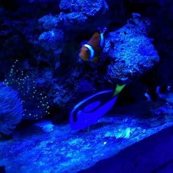 Blue Seas Aquariums - The main tank - Aquarium Services Near Me - Sunrise, Florida Blue Seas Aquariums - The main tank - Aquarium Services Near Me - Sunrise, Florida