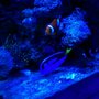 Photo of Blue Seas Aquariums