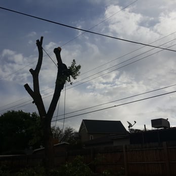 Terry's Tree Service - Tree Services Near Me