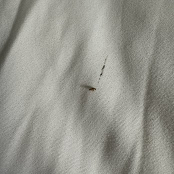 Comfort Inn Downtown - University Area - Bed bug - Hotels Near Me - Kalamazoo, Michigan Comfort Inn Downtown - University Area - Bed bug - Hotels Near Me - Kalamazoo, Michigan