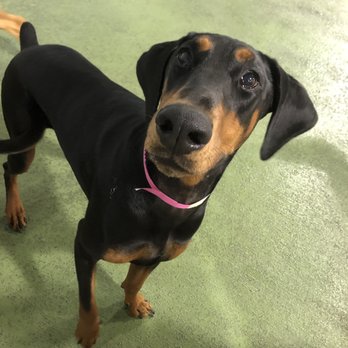 Sit Means Sit Dog - Teddy at daycare - Pet Training Near Me - San Juan Capistrano, California Sit Means Sit Dog - Teddy at daycare - Pet Training Near Me - San Juan Capistrano, California