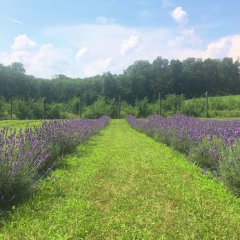 Orchard View Lavender Farm - In the field - Farms Near Me - Port Murray, New Jersey