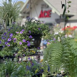 Exterior from Garden Center, Marin Ace Hardware