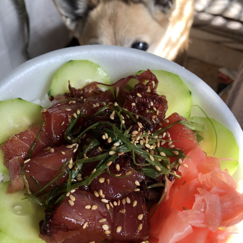 Ladybug Café - My delicious poke bowl with hungry onlooker lurking behind. - Japanese Near Me - Gardena, California Ladybug Café - My delicious poke bowl with hungry onlooker lurking behind. - Japanese Near Me - Gardena, California