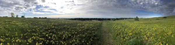 Nose Hill Park by null
