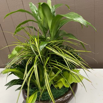 Universal Plants - Desk Arrangement - Indoor Landscaping Near Me Universal Plants - Desk Arrangement - Indoor Landscaping Near Me