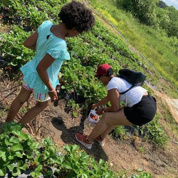 Mercier Orchards - Picking strawberries - Bakeries Near Me - Blue Ridge, Georgia Mercier Orchards - Picking strawberries - Bakeries Near Me - Blue Ridge, Georgia