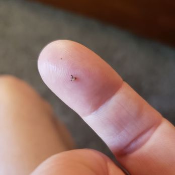 American Homes 4 Rent 106 Photos 42 Reviews Property Management 10117 Princess Palm Ave Tampa Fl Phone Number Yelp