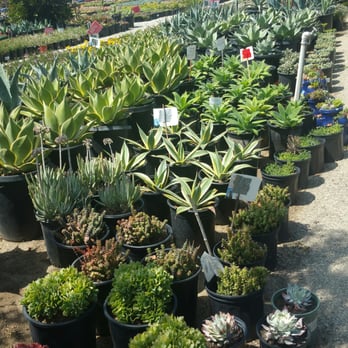 Cosentino's Nursery - Nurseries & Gardening Near Me - Malibu, California Cosentino's Nursery - Nurseries & Gardening Near Me - Malibu, California