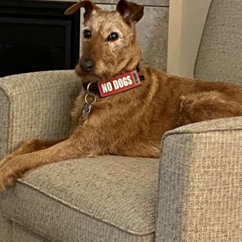 Wilsonville Subaru - Red Dog who was delighted with the Pet Friendly Dealership - Auto Repair Near Me - Wilsonville, Oregon Wilsonville Subaru - Red Dog who was delighted with the Pet Friendly Dealership - Auto Repair Near Me - Wilsonville, Oregon