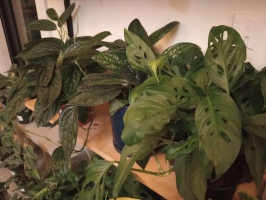 The Plant Outpost by null