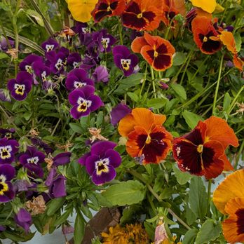 Jandy Oyster - The flowers in the green houses.  It was just a beautiful place - Seafood Markets Near Me - Tillamook, Oregon