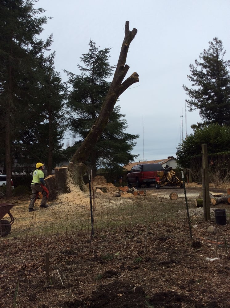 Treehappy - tree service in Portland, OR