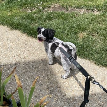 Noma Pet Services - Pet Groomers Near Me - Washington, DC, District of Columbia