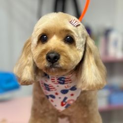 Pet Glam Spa Giftly Email, Text or Print, 2307 N Florida Ave