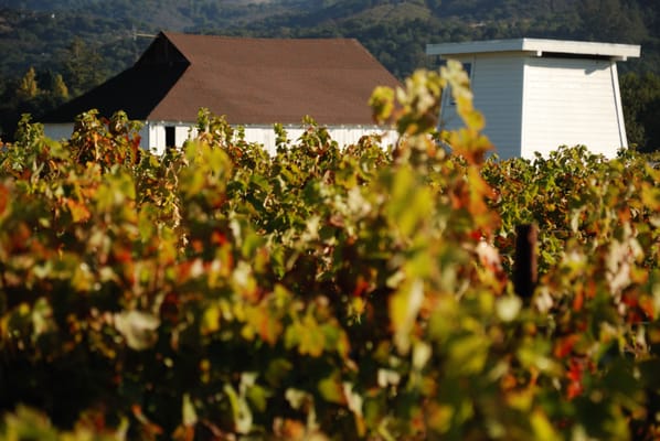 Canihan Wines by null