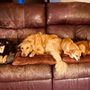 Photo of Port Hueneme Animal Hospital
