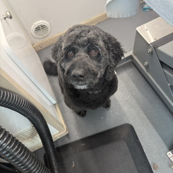 Abby's Mobile Grooming - Pet Groomers Near Me - Bensenville, Illinois