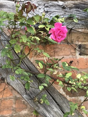 Mary Arden's Farm by null