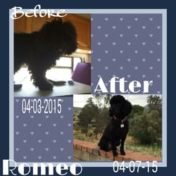 Puurfect Pooch Pet Care