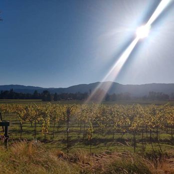 Mumm Napa - Wine Tasting Room Near Me - Rutherford, California
