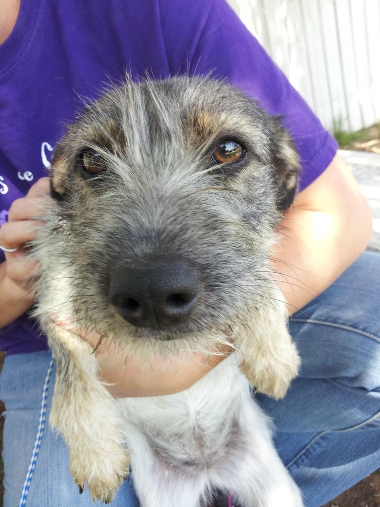 UNIVERSITY SMALL ANIMAL CLINIC Updated September 2024 13 Reviews