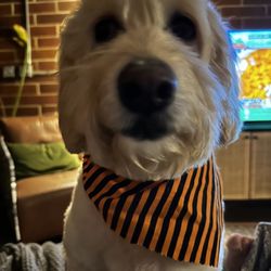 QC Canine Design