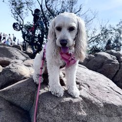 Cowles Mountain via Barker Way - Amelia enjoying some rest and fresh air on the summit
