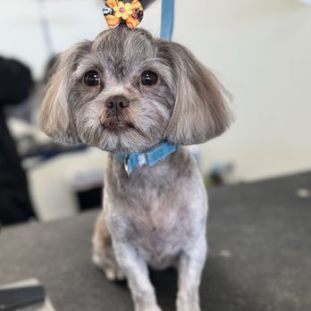 Sudsy Mutts - Pet Groomers Near Me - Hixson, Tennessee Sudsy Mutts - Pet Groomers Near Me - Hixson, Tennessee