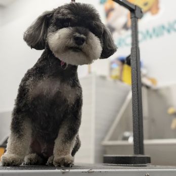 NYC Pet Grooming - After-groom look Groomed with care at NYC Pet Grooming. - Pet Groomers Near Me - Brooklyn, New York NYC Pet Grooming - After-groom look Groomed with care at NYC Pet Grooming. - Pet Groomers Near Me - Brooklyn, New York