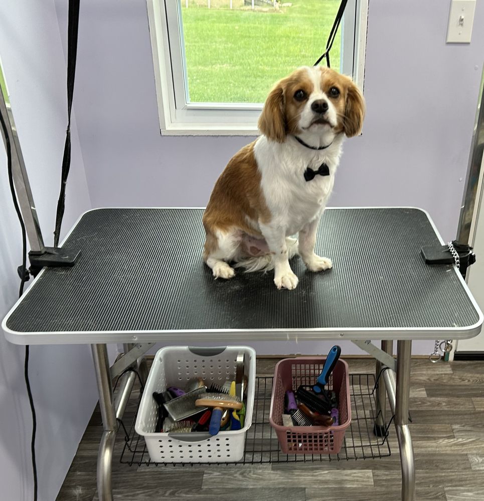 MILLCREEK GROOMING Updated September 2024 23 Photos 38 South Sheridan Rd, Newmanstown