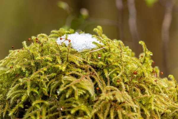Hoh Rain Forest by null