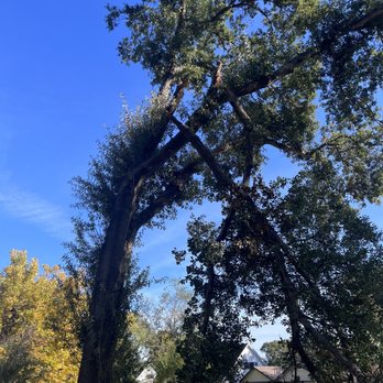 On Point Tree Service - Tree Services Near Me - Katy, Texas On Point Tree Service - Tree Services Near Me - Katy, Texas