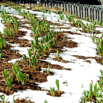 Bowling Green - Daffodils poke through the snow at Bowling Green Park - Parks Near Me - New York, New York